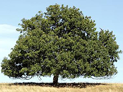 tree